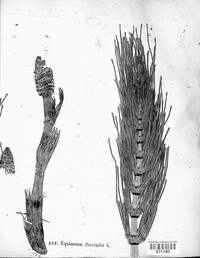 Equisetum fluviatile image